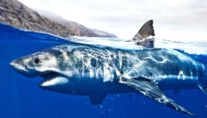 shark surfacing (sharks concept)