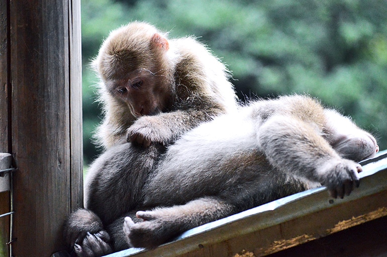 two Tibetan macaques