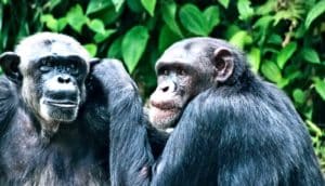 two chimpanzees