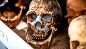 Neanderthal skull