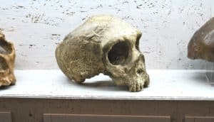 Neanderthal skull