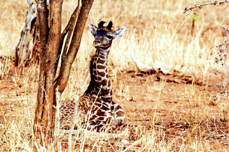 baby giraffe