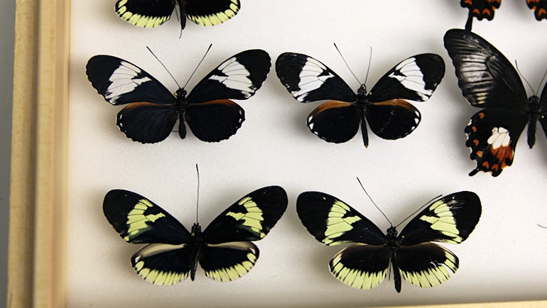Heliconius cydno butterflies