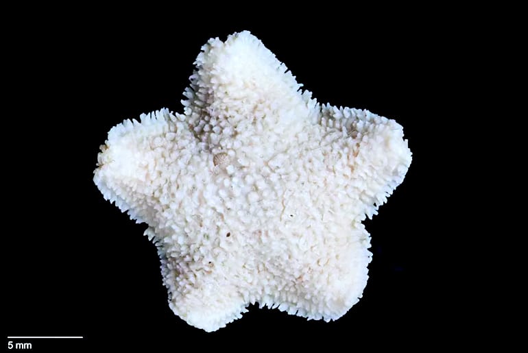 derwent river seastar