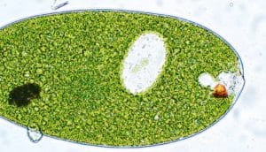 euglena