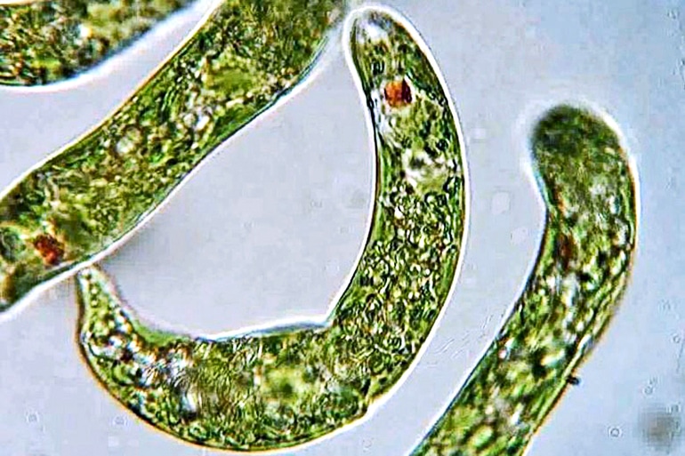 euglena