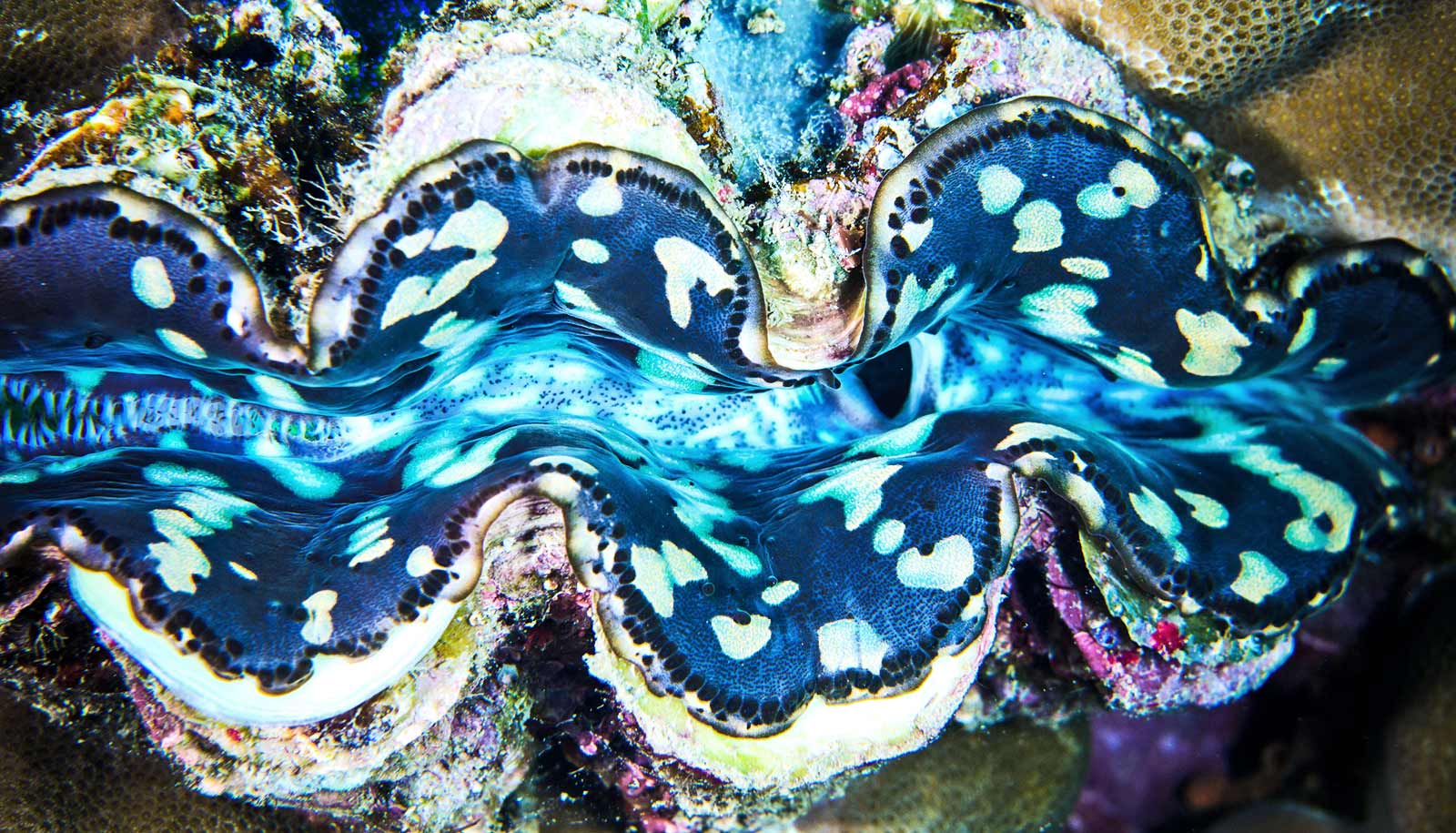 Giant clams give algae nitrogen to get back nutrients Futurity