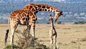 giraffe and child (giraffes concept)