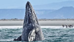 gray whale
