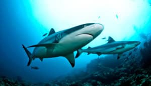 grey reef sharks