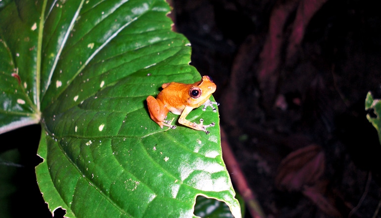 Panamanian frog