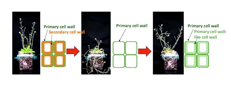 plant-cell-walls-comparison