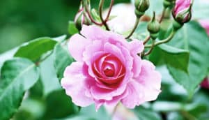 rose plant (plants concept)