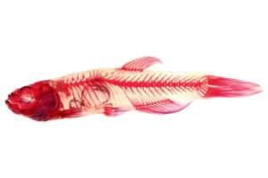 scoliosis zebrafish