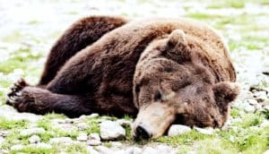 sleeping bear (antibiotics concept)