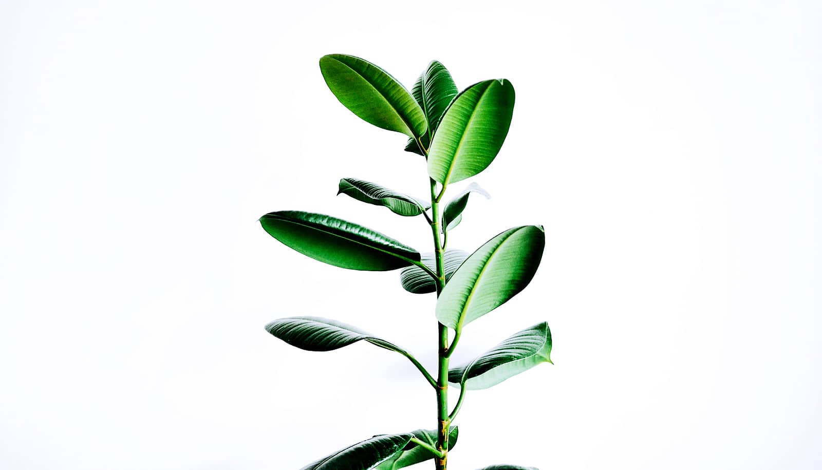Thicker plant leaves may make climate change worse Futurity Thicker plant leaves may make climate change worse Futurity