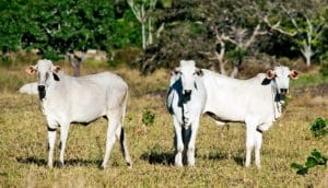three cows in Brazil