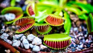 venus flytrap (BPA concept)