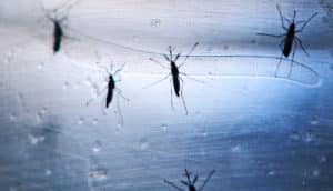 Aedes aegypti mosquitoes