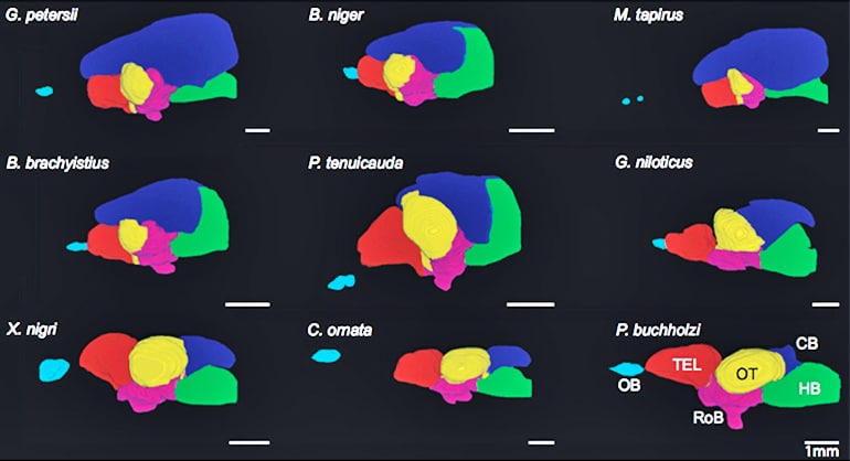 Fish brains comparison