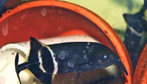 Gnathonemus petersii