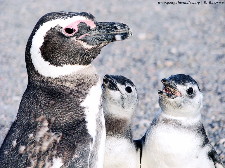 Magellanic penguins