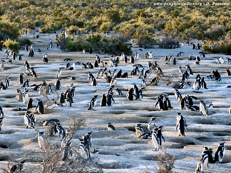 Magellanic penguin colony at Punta Tombo in Argentina