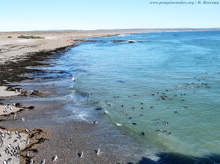 Punta Tombo penguin colony