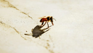 bee shadow
