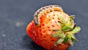 bollworm on strawberry (cotton bollworms concept)