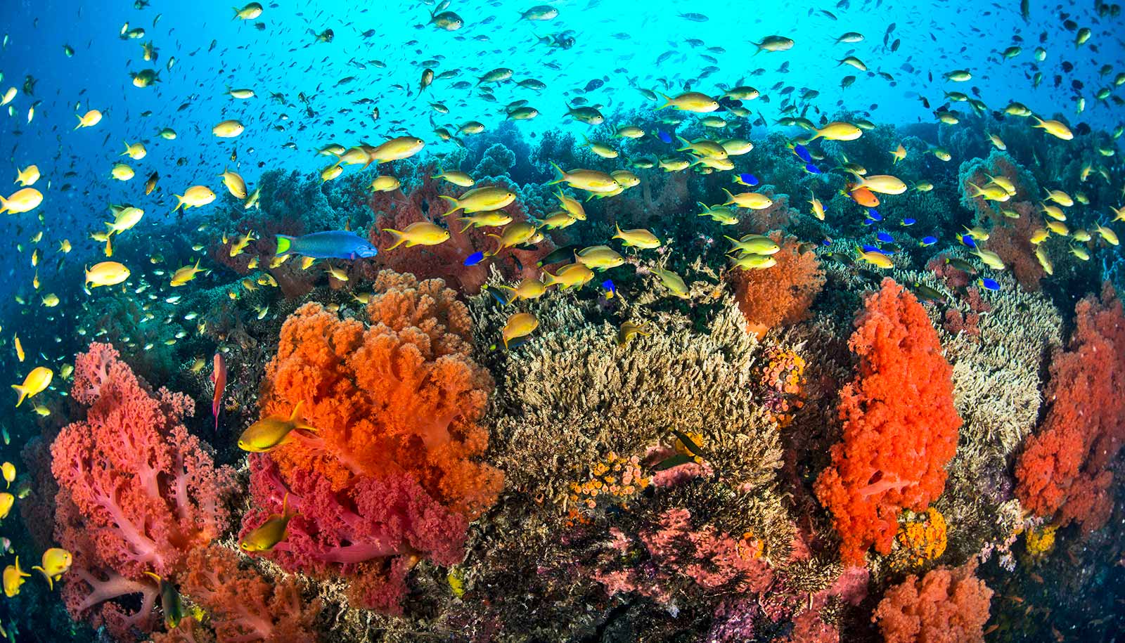 Resultado de imagem para reef diversity