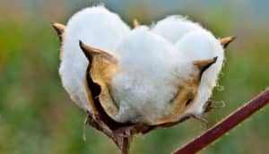cotton plant
