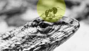 fire ant on lizard face