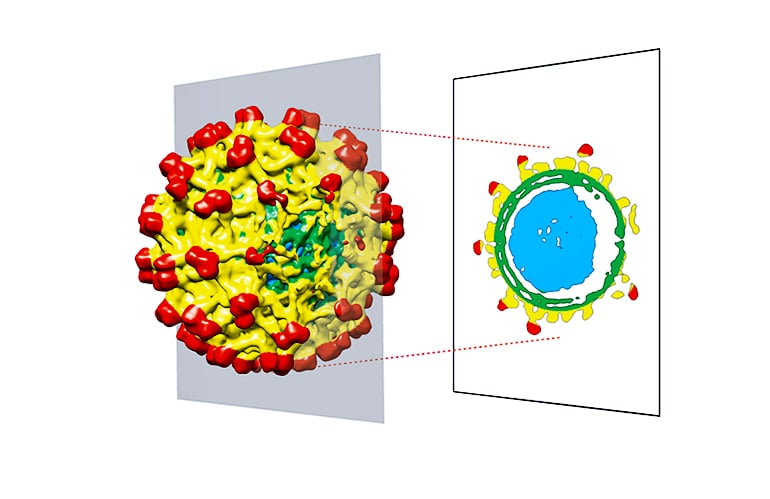 icosahedral viruses