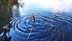 mayfly on the water