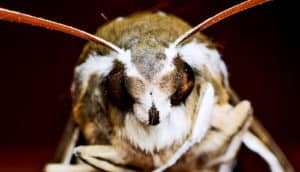 moth close-up