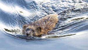 muskrat swimming