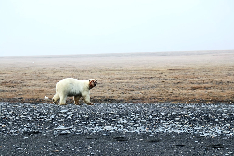 Polar bear with a bloody face from feeding