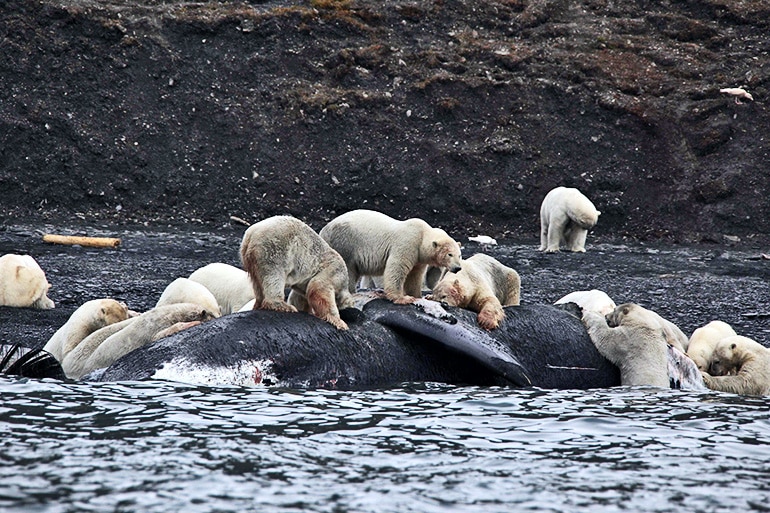 polar bears on whale carcass