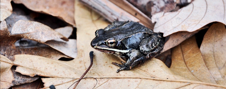 wood frog on leaves