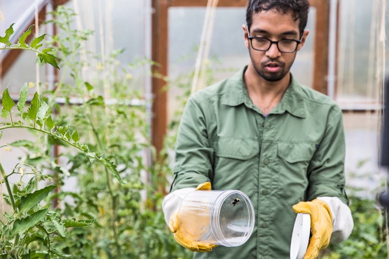 researcher holds container with bee flying in it