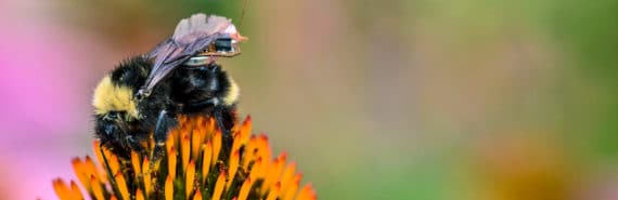 bee with backpack on cone flower