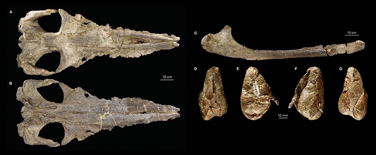 Marshall Whale Skull chart