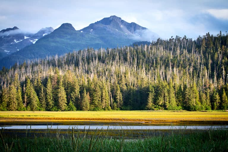 Alaskan forests show resilience in face of climate change Futurity