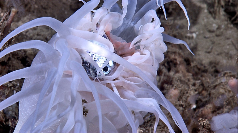 anemone eating fish