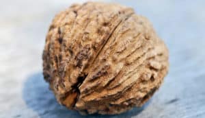 black walnut