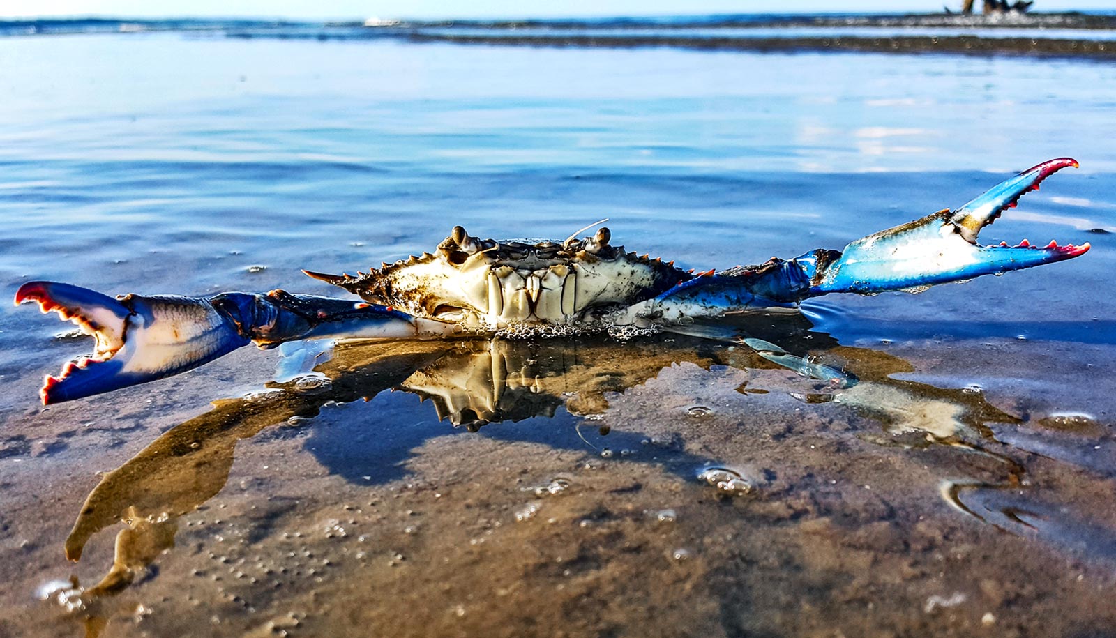 blue crab habitat blue crab habitat