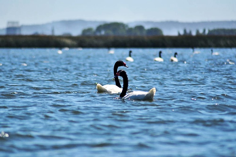 Chilean swans