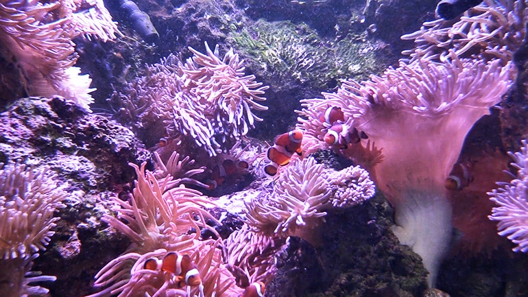clownfish among purple anemones