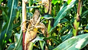 dead, dried out corn